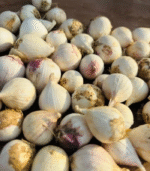 Ladakhi Garlic (Single Clove) - Image 2